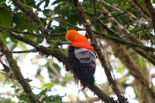 Andean Cock-of-the-rock at Narupayaku